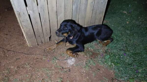 Capturan a gavilla sospechosa de secuestro y hasta robo de perros en Alto Paraná