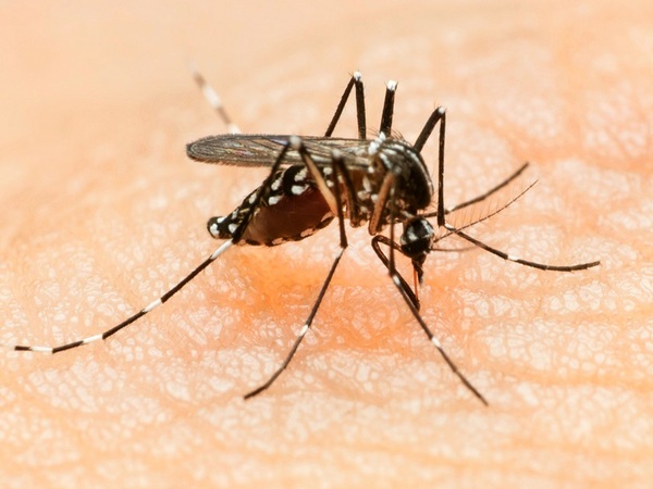 El zika ya está en Paraguay - La Tribuna