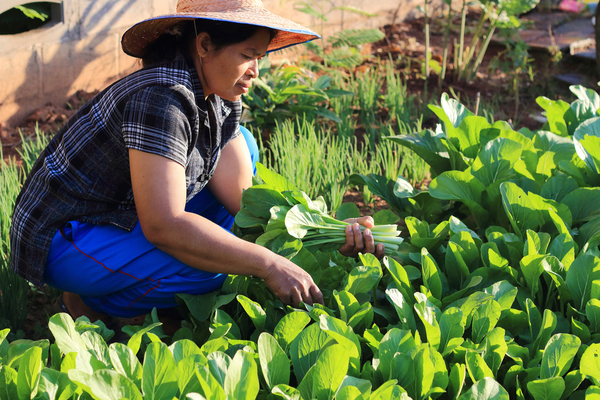 Agricultoras ocuparon el 37 % de la fuerza productiva en 2022