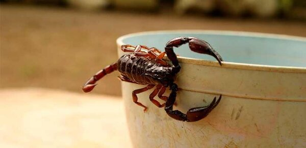 ¿Qué hacer para evitar picaduras de insectos o animales venenosos? - Radio Imperio 106.7 FM