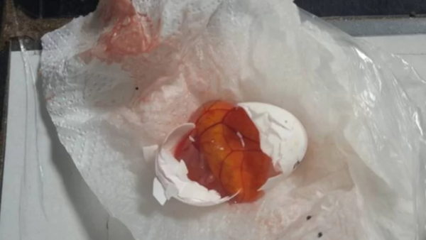 Pasajera que venía a Asunción tenía huevos escondidos en el corpiño