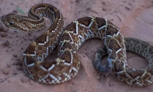 Indígena falleció por mordedura de una serpiente cascabel en Pedro Juan Caballero – Prensa 5