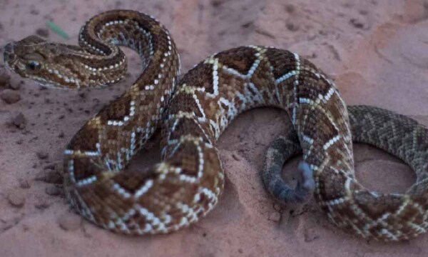 Indígena falleció por mordedura de una serpiente cascabel en Pedro Juan Caballero – Prensa 5