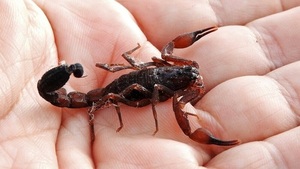 En un solo día ocurrieron 14 picaduras de alacranes, según Salud - Noticias Paraguay