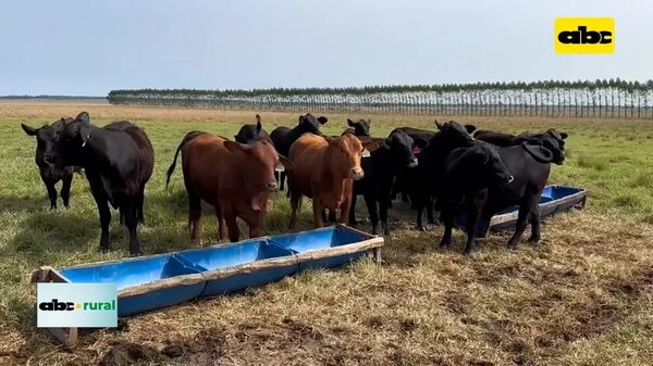 Video: nutrición de vacas para llegar en buena condición a época de servicio - ABC Rural - ABC Color