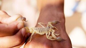 Salud reporta 14 picaduras de alacranes en un solo día