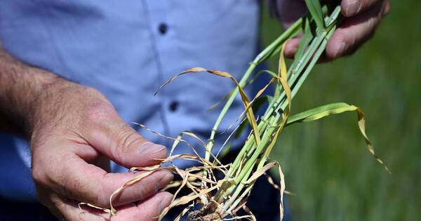 La Nación / Aseguran que el fenómeno El Niño llegará y apaciguará cultivos
