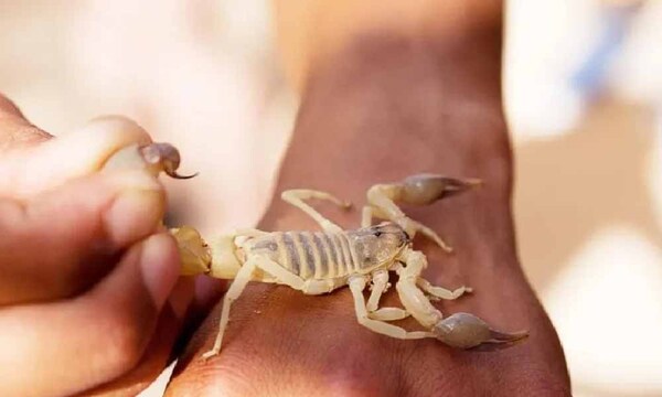 Reportaron 14 picaduras de alacranes en un solo día – Prensa 5