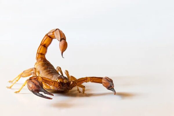 Llegó nuevo lote de antídotos contra picadura de alacranes, anuncia Salud - Nacionales - ABC Color