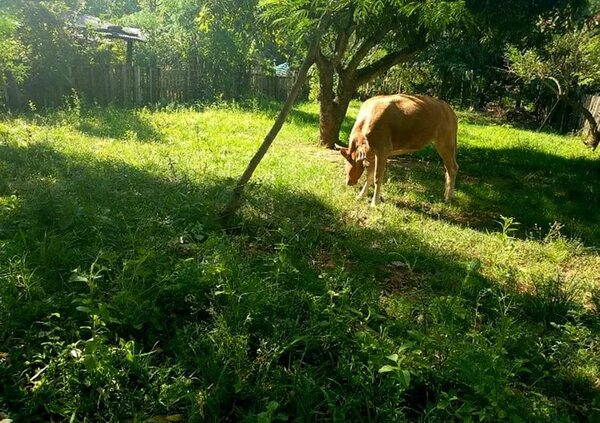 Recuperan animal vacuno hurtado a un ganadero en Yaguarón - Nacionales - ABC Color