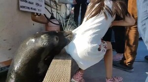 LEÓN MARINO HOSTIGADO MUERDE A UNA MUJER Y MUERE LUEGO DE ESTRÉS