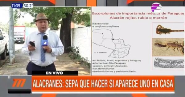 Alacranes: Sepa qué hacer si aparece uno en casa | Telefuturo