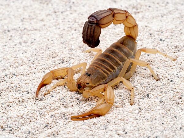 Alacranes: ¿son todos venenosos? - Nacionales - ABC Color