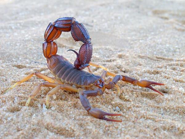 Salud advierte sobre información falsa para víctimas de picaduras de alacranes