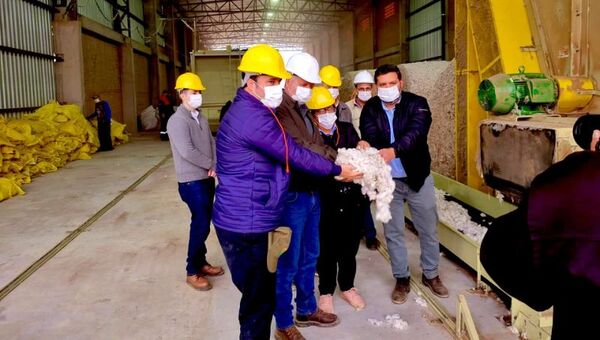 New Cotton proyecta exportar fibra y aceite de algodón por hasta US$ 11 millones (la meta, recuperar prestigio internacional)
