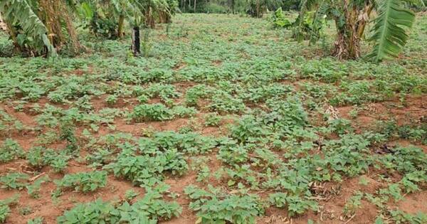 La Nación / Fenómeno El Niño llegará y aplacará la sequía, afirman