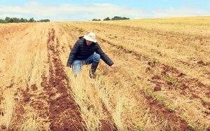 Diferencia entre suelo con siembra directa y uno que fue removido - Nacionales - ABC Color