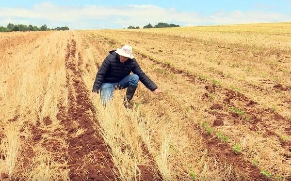 Diferencia entre suelo con siembra directa y uno que fue removido - Nacionales - ABC Color