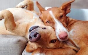 ¿Cuándo podemos cruzar a una perra en celo y que cuidados tener? - Mascotas - ABC Color