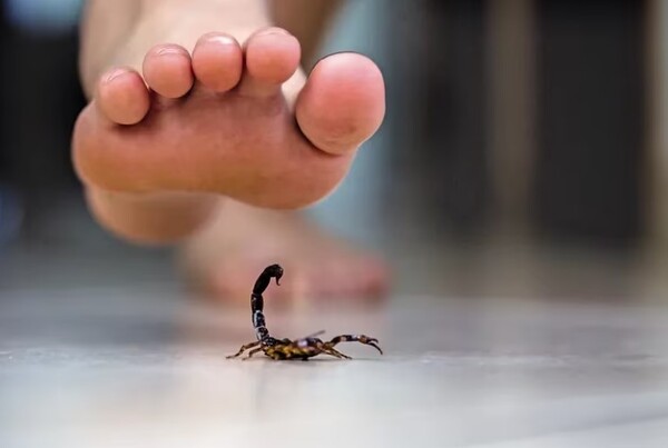 SALUD REPORTÓ 14 PICADURAS DE ALACRANES EN UN SOLO DÍA - La Voz del Norte