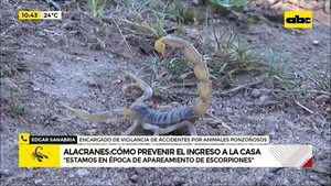 Alacranes: cómo prevenir el ingreso a la casa  - ABC Noticias - ABC Color