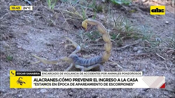 Alacranes: cómo prevenir el ingreso a la casa  - ABC Noticias - ABC Color