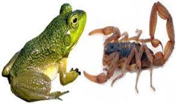 Diario HOY | Mueren mascotas por ataques de alacranes, invaden arañas, y abogan por sapos