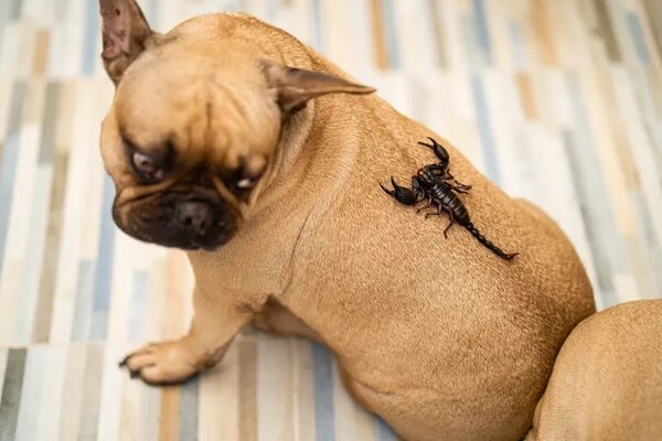 Atención: ¿qué hacer si un alacrán pica a tu mascota? - Mascotas - ABC Color