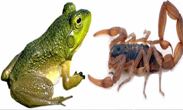 Mueren mascotas por ataques de alacranes, invaden arañas, y abogan por sapos – Prensa 5