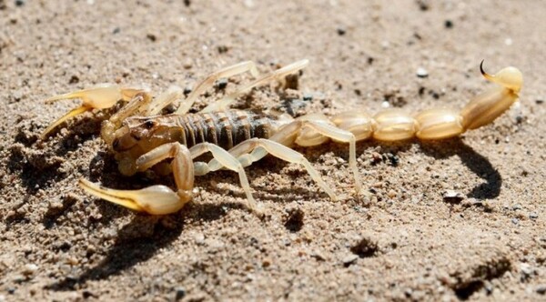 MUEREN MASCOTAS POR ATAQUES DE ALACRANES, INVADEN ARAÑAS, Y ABOGAN POR SAPOS