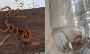 Niño de 13 años sufre picadura de alacrán en Misiones – Prensa 5