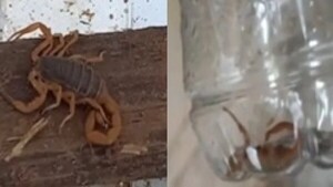 MISIONES: NIÑO DE 13 AÑOS SUFRE PICADURA DE ALACRÁN EN SAN IGNACIO