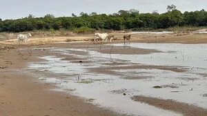 La sequía golpea a productores y experto dice que la falta de lluvias es debido a la deforestación - Economía - ABC Color