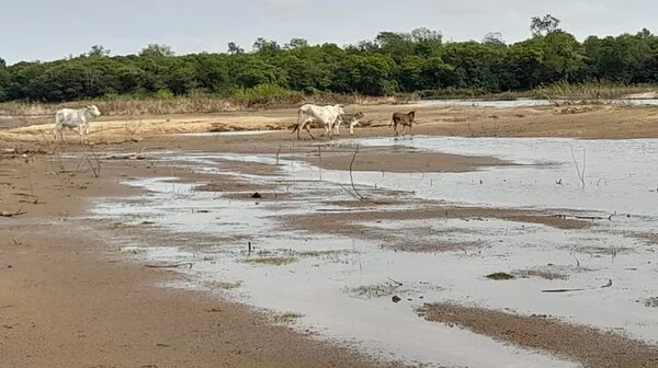 La sequía golpea a productores y experto dice que la falta de lluvias es debido a la deforestación - Economía - ABC Color