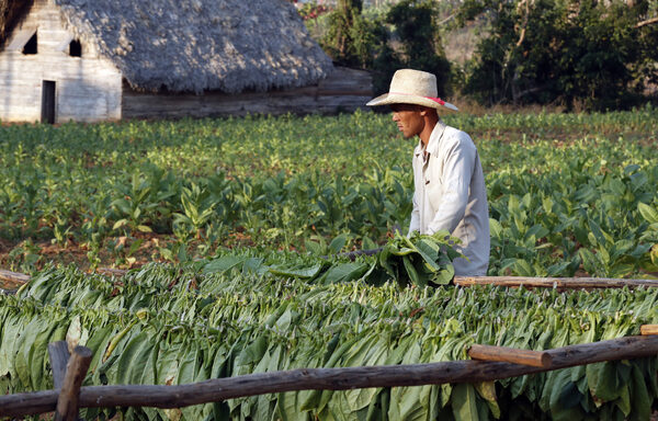 Pinar del Río, la mayor zona productora de tabaco de Cuba, inicia la siembra 2023-2024 - MarketData
