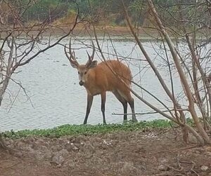 Video: Majestuoso ejemplar de Ciervo del Pantano fue visto en Boquerón - Nacionales - ABC Color
