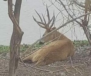 Fue visto un majestuoso ciervo del pantano en Boquerón