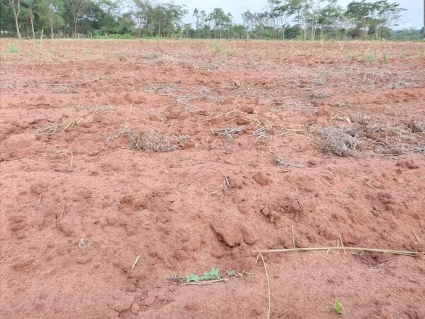 Lluvias generan alivio entre sesameros y se aprestan para la siembra en la zona sur de San Pedro - Nacionales - ABC Color