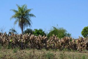 Sequía y su impacto en la producción agrícola