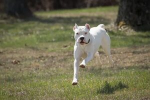 Perros potencialmente peligrosos: ¿prohibición o tenencia responsable? - Mascotas - ABC Color