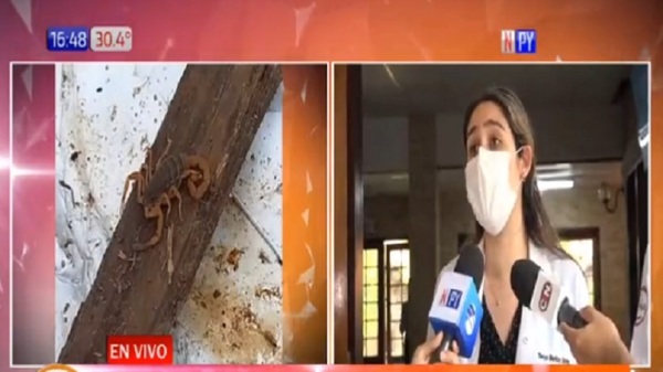 Niño atacado por un alacrán en Misiones está fuera de peligro en el IMT - Noticias Paraguay