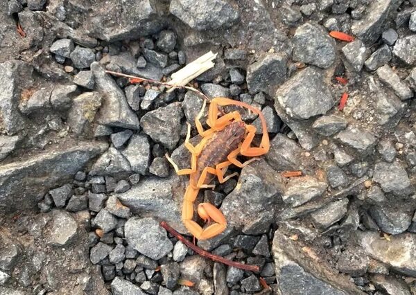 Picaduras de alacranes: 355 casos en lo que va del año - Nacionales - ABC Color