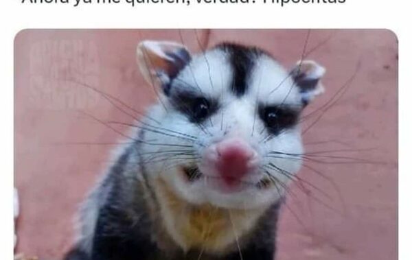 Furor por el mykurẽ deja lluvia de memes