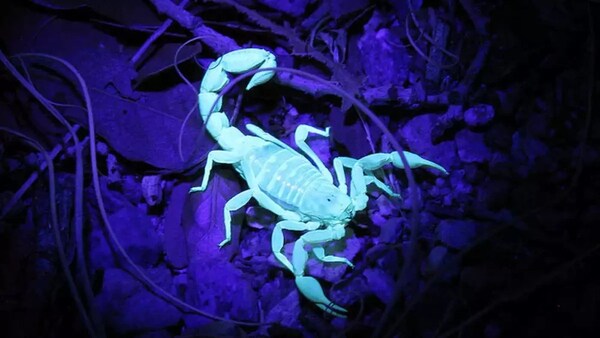 ¿CÓMO ENCONTRAR ALACRANES EN LAS CAMAS O CALZADOS?