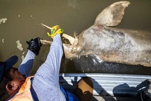 Crisis climática amenaza a los delfines rosados del Amazonas colombiano - Mundo - ABC Color