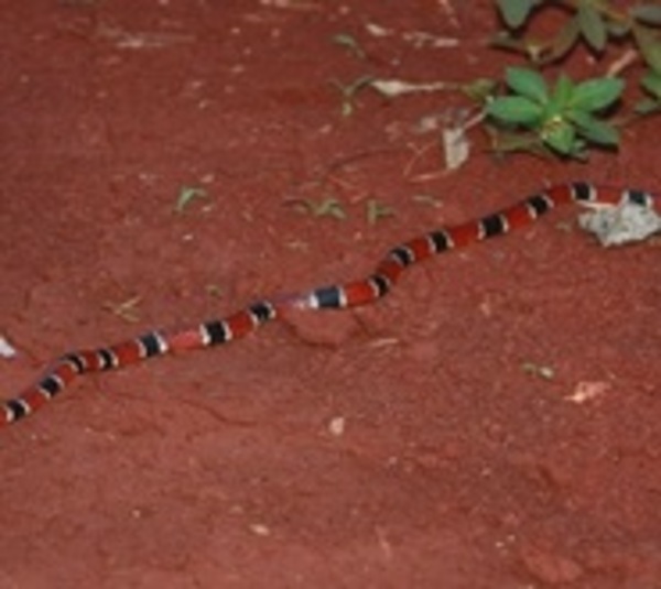 Joven sufre picadura de venenosa serpiente en Alto Paraná - Paraguay.com