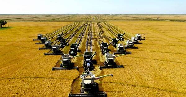 La Nación / Buscan sembrar 165.000 a 180.000 hectáreas de arroz en nueva campaña 2023/24