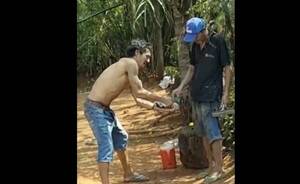 [VIDEO] Denuncian que arrieros dieron de tomar caña a un gatito