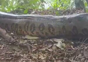 (VIDEO) ¡Pescadores encontraron una enorme kuriju!