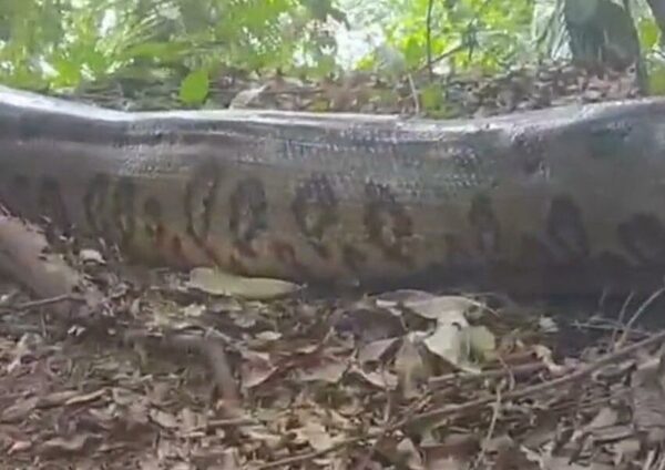 (VIDEO) ¡Pescadores encontraron una enorme kuriju!